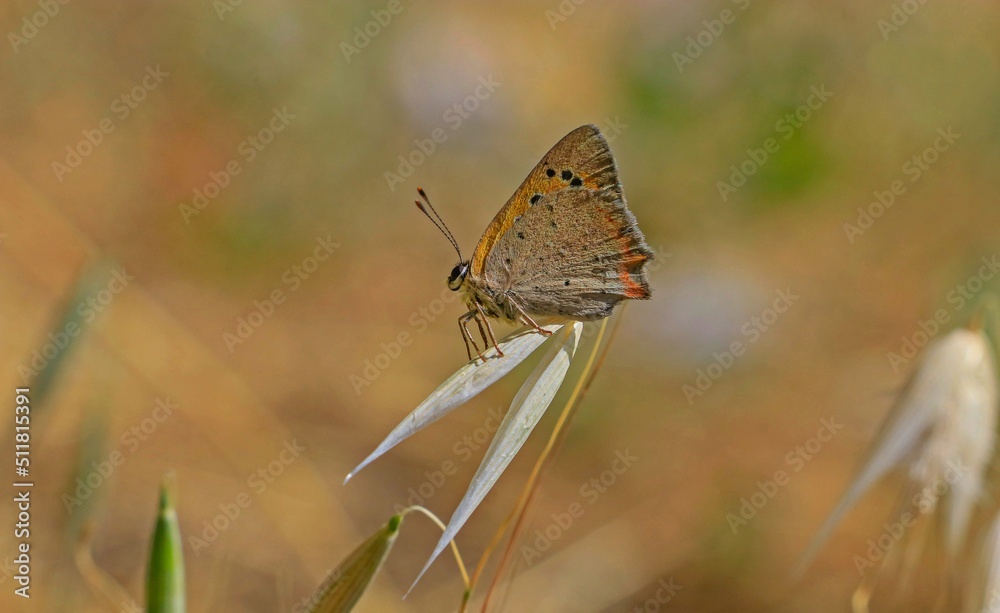 Obraz premium Small Copper (Lycaena phlaeas) is the smallest type of copper that can be observed for twelve months in the southern regions of Turkey.