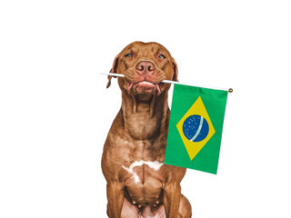 Lovable, pretty dog and Brazilian Flag. Closeup, indoors. Studio photo. Congratulations for family, loved ones, relatives, friends and colleagues. Pets care concept