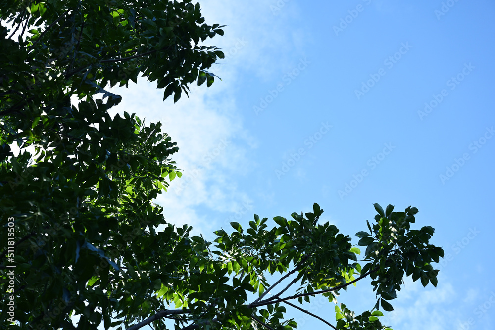 Fototapeta premium green leaves tree branch against cloudsky