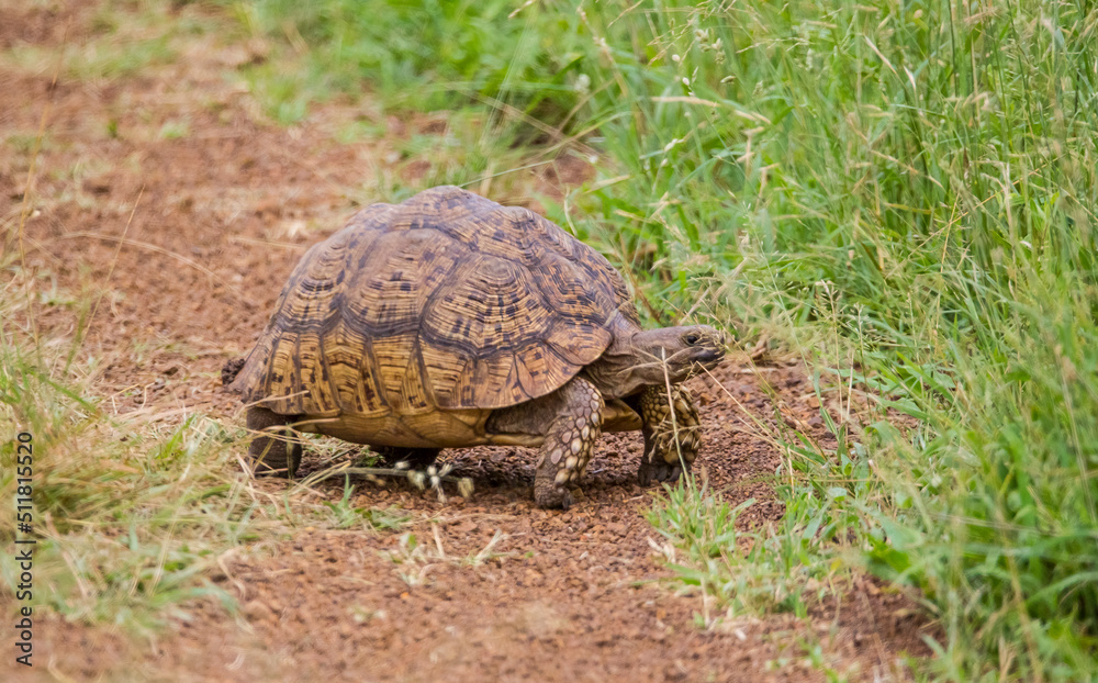 Fototapeta premium It is possible to come across an African turtle from time to time while going on safari tours in the African Savannas.