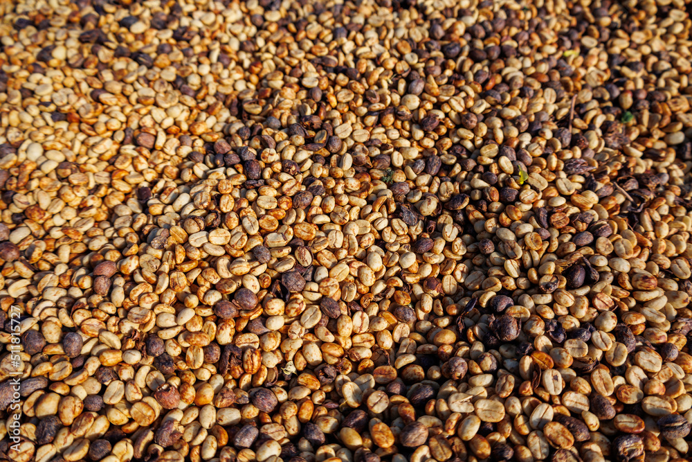 raw coffee beans drying in the sun raw coffee beans drying in the sun