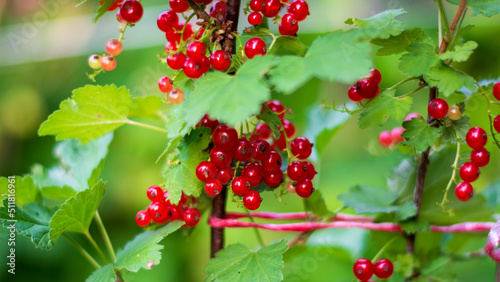 il colore rosso vivo dei ribes durante la maturazione photo