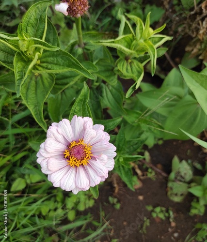white and pink flower