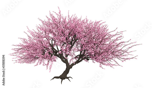 Fotografering 3D Blooming sakura tree