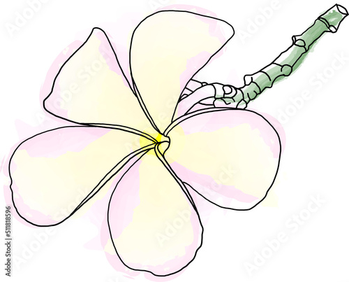 Abstract line of Frangipani, Pumeria flower with color paint on white background