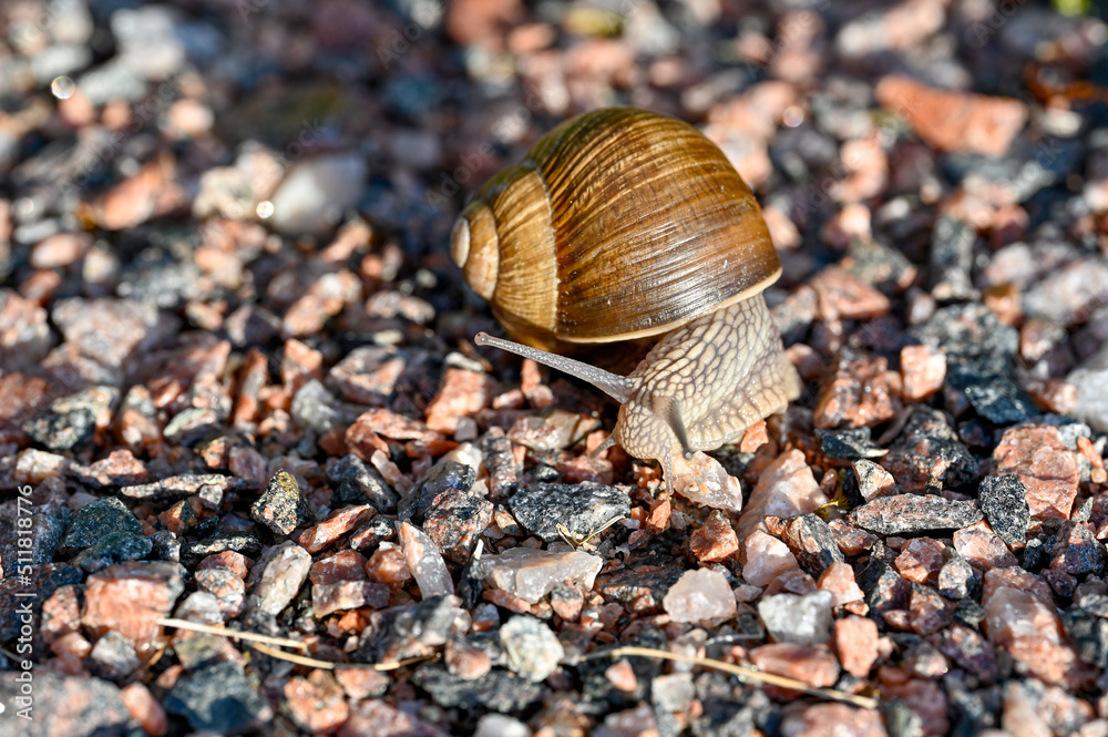 Roman snail Helix pomatia out on gravel road Roman snail Helix pomatia out on gravel road