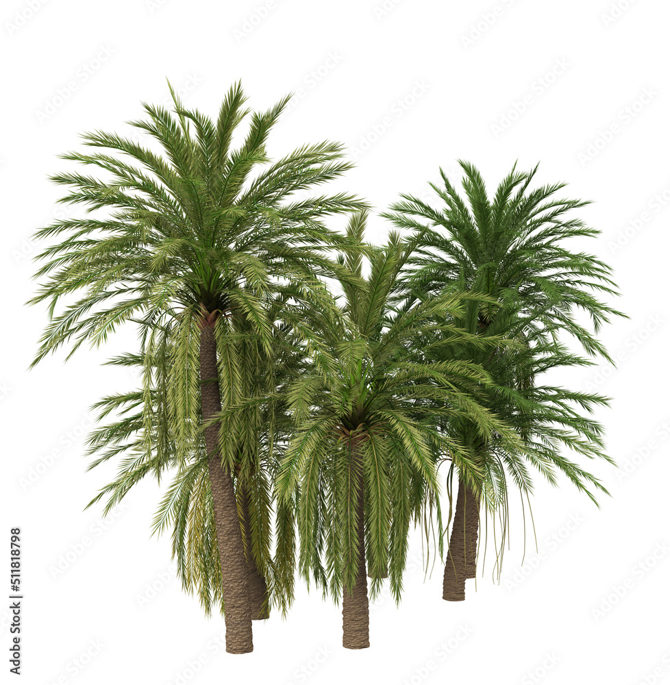 Obraz premium 3D Green palm tree
