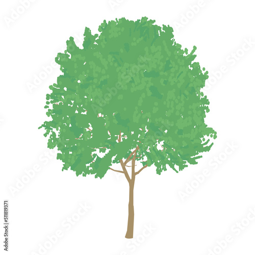 広葉樹　落葉樹