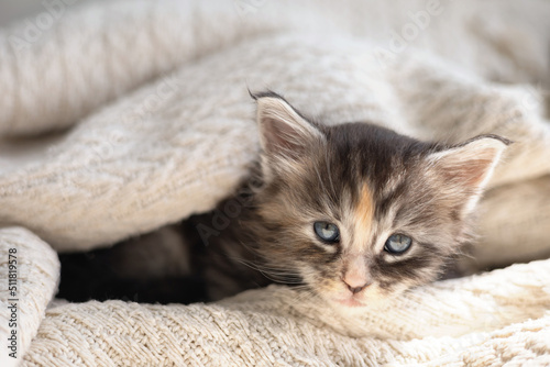 Pets. cute little maine coon breeds kitten is lying under a cozy knitted blanket. Pet Care © Анна Брусницына