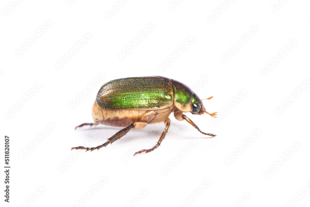 green chafer Beetle isolated on white background.