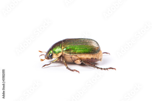 green chafer Beetle isolated on white background.
