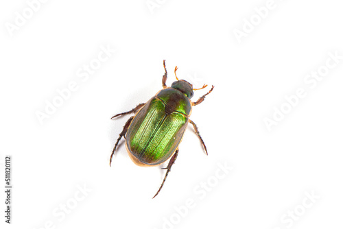 green chafer Beetle isolated on white background. © zhikun sun