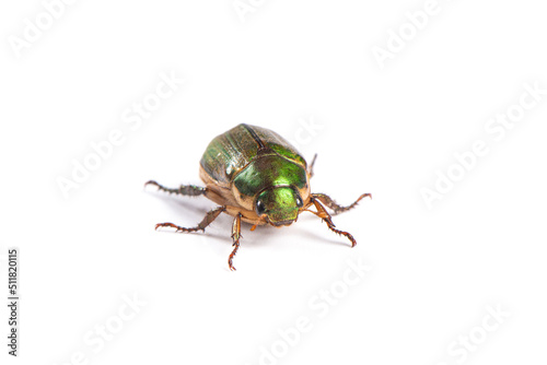 green chafer Beetle isolated on white background.