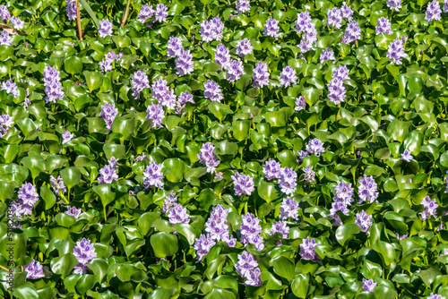 Common water hyacinth flowers in the pond close up © Emma