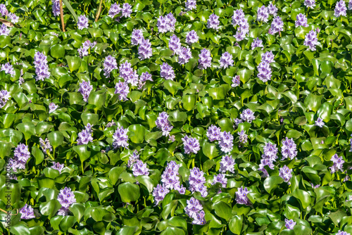 Common water hyacinth flowers in the pond close up