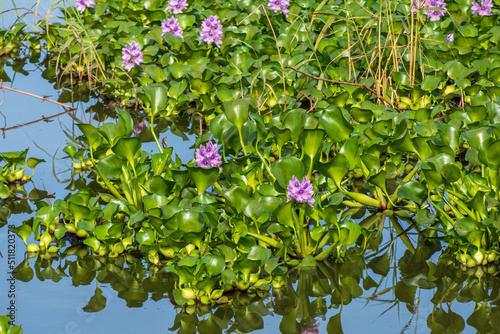Common water hyacinth flowers in the pond close up
