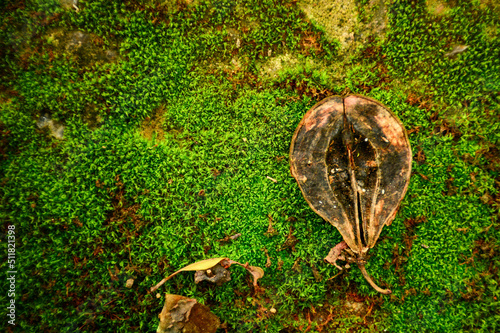 leaf on the stone