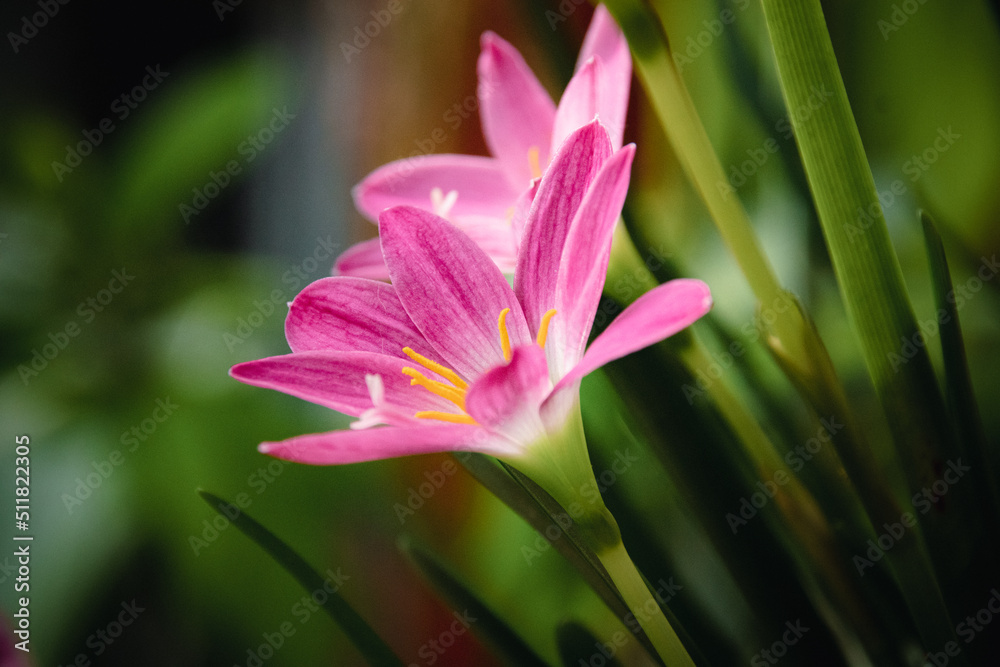 Close up of a Pink Rain Lily or Zephyranthes grandiflora in full boom