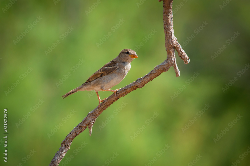 Birds Birds