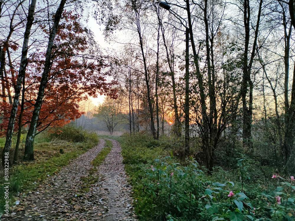 Autumn landscape of a forest path. Birch trees and colorful leaves. Sunset in the background. Autumn landscape of a forest path. Birch trees and colorful leaves. Sunset in the background.