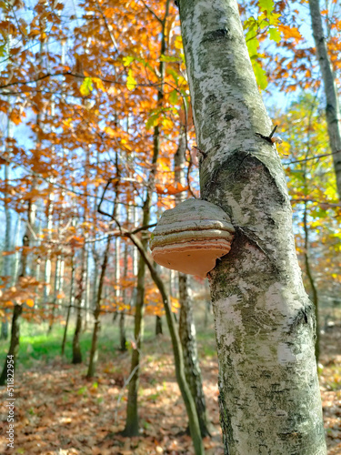 A fungus that grows on a tree in a young birch forest. Autumn walk on a sunny day.