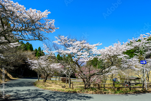 高森峠千本桜「桜の観光名所・峠の桜」
Takamori Pass Senbonzakura 