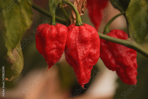 Close up of organic grown Ghost pepper or bhut jolokia at a homestead garden