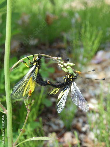 キバネツノトンボ(Ascaraphus ramburi)の交尾