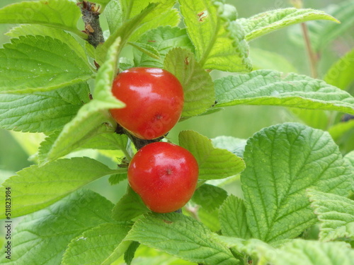 ユスラウメの果実