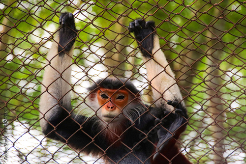 Red-shanked douc or Pygathrix nemaeus in the Endangered Primate Rescue Center in Ninh Binh, Vietnam