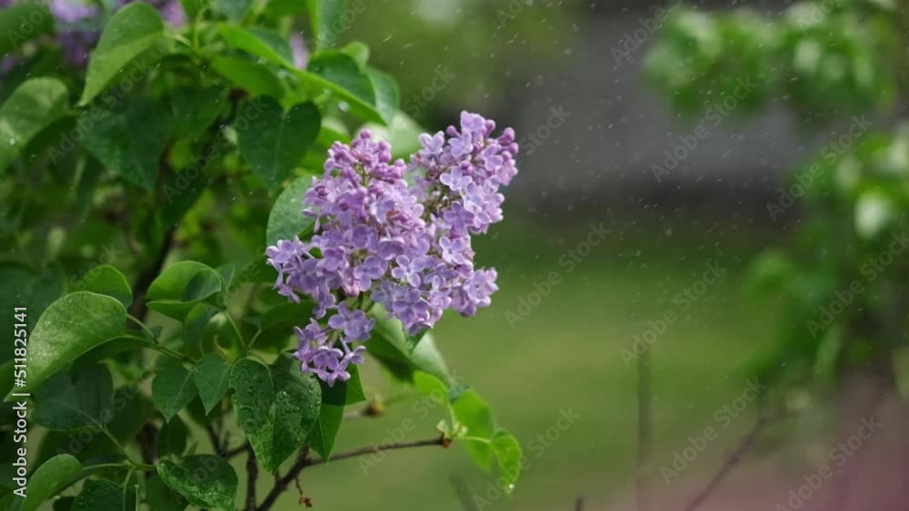 Blossoming branch of fresh purple violet lilac flowers close up under summer rain Blossoming branch of fresh purple violet lilac flowers close up under summer rain