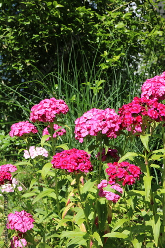 Bartnelken blühen im Garten in verschiedenen Farben photo