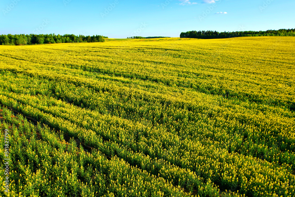 Rapeseed Field with Yellow Flowers. Yellow background Field with Rapeseed. Agricultural field With Flowering Blooming Oilseed Field. Rural Landscape in Spring Season.  Blossom Canola Yellow Flower.