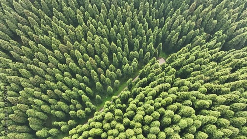 zhongba forest photo