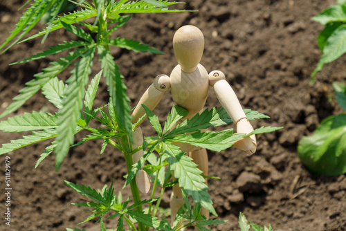 Ripening cannabis branches , growing cannabis for personal use for medical purposes. Selective focus photo