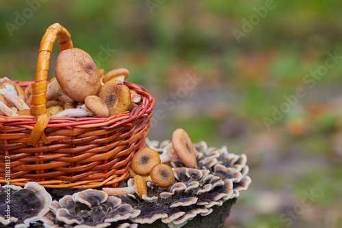 basket with edible mushrooms,small mushrooms in a basket gathered in the woods