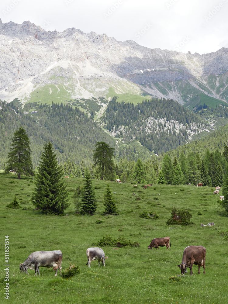 Fototapeta premium Leutascher Alpen im Frühsommer