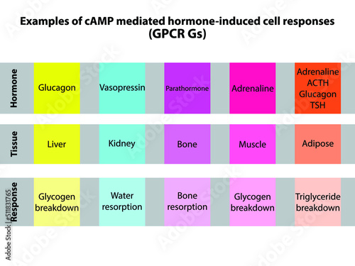 Table of cAMP mediated cell response - GPCR Gs signalling. Hormone mediated liver, adipose, muscle, bone and kidney response.