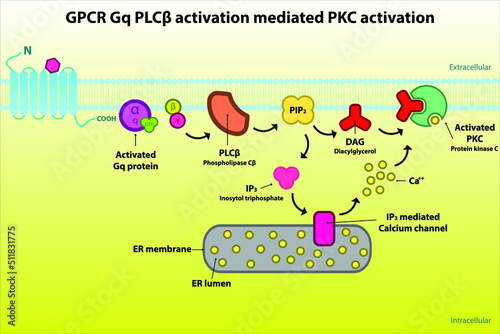 GPCR Gq signalling pathway diagram - via PLC beta, PIP2, DAG, IP3. Cellular response biochemical infographic for pharmacology education. photo