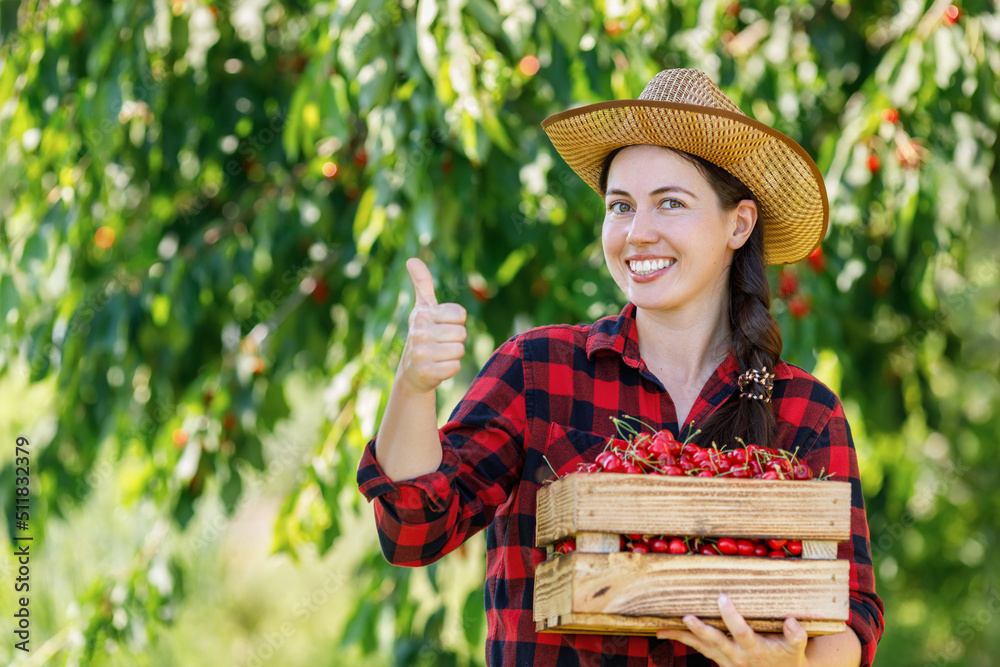 woman gardener with crate of fresh ripe cherries