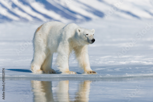 Shot in Svalbard may 2022