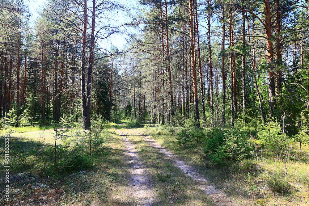Obraz premium landscape spring forest background nature