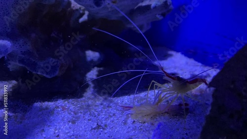 An act of cannibalism in the animal world. A shrimp eats a shrimp. Cannibalism at sea. The shrimp eats the shrimp. photo