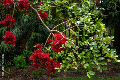 Sydney Australia, red flowering schotia brachypetala or weeping boerboon tree which is native to southern africa photo
