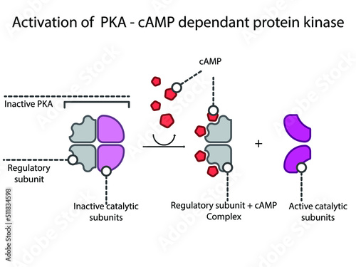 Activation of PKA (Protein Kinase A) via cyclic AMP in GPCR Gs signalling schematic diagram. 