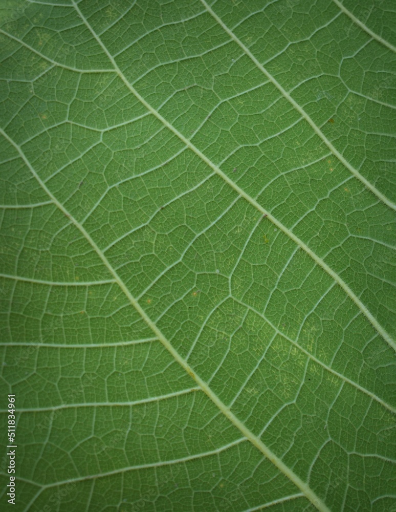 Green abstract or patterned background. Leaf of fig tree. Green abstract or patterned background. Leaf of fig tree.