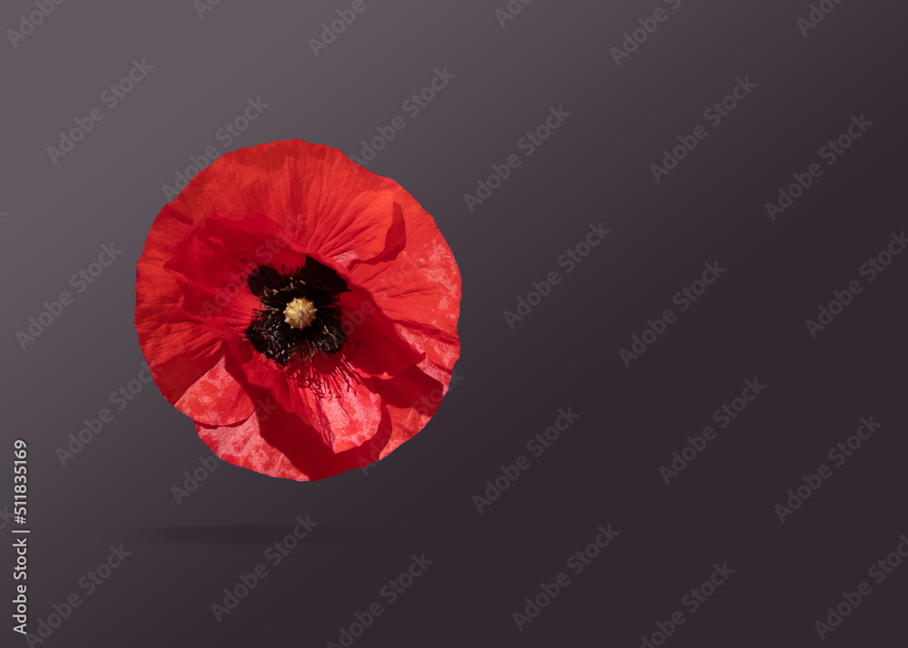 Poppy flower levitating on a black background. Creative concept ...