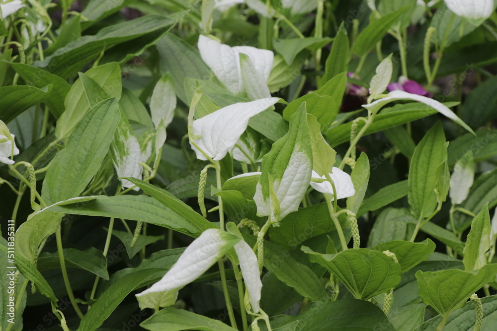 Obraz premium ハンゲショウ（夏の山野草）