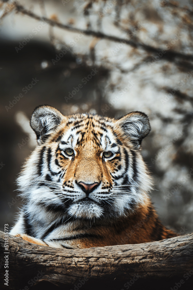 Obraz premium Siberian tiger (Panthera tigris altaica) detail portrait
