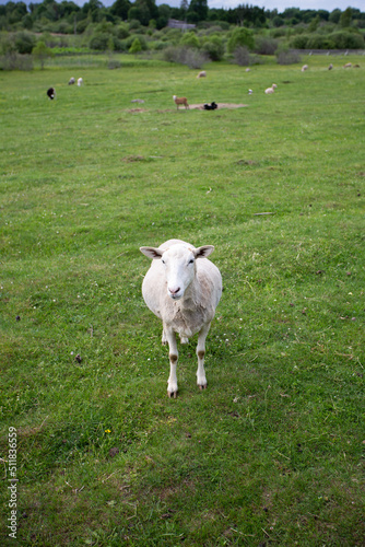 a white sheep stands on a green lawn at the zoo